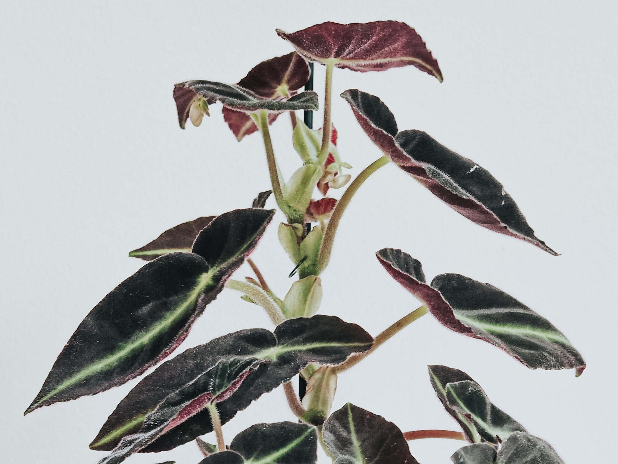 Skötselråd Randbegonia - Plantredo