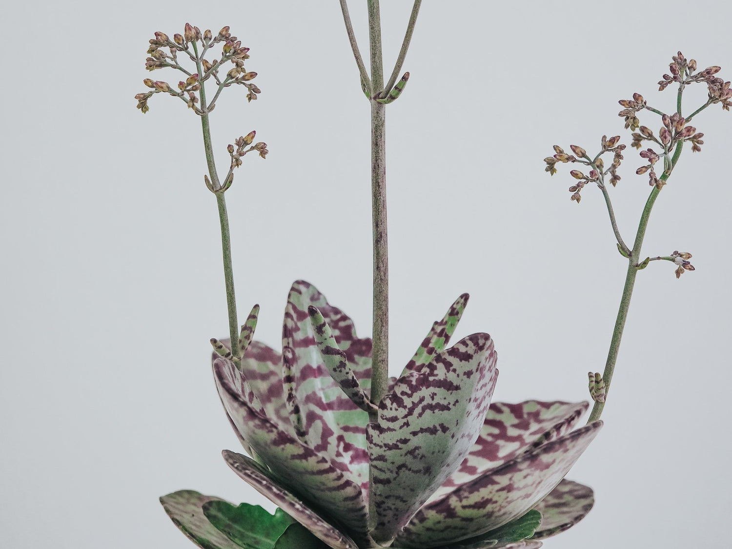 Plantbox September 2020 - Plantredo
