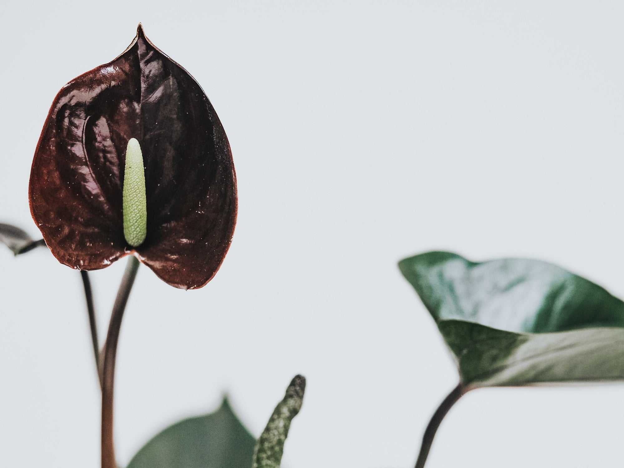 Skötselråd Anthurium - Plantredo