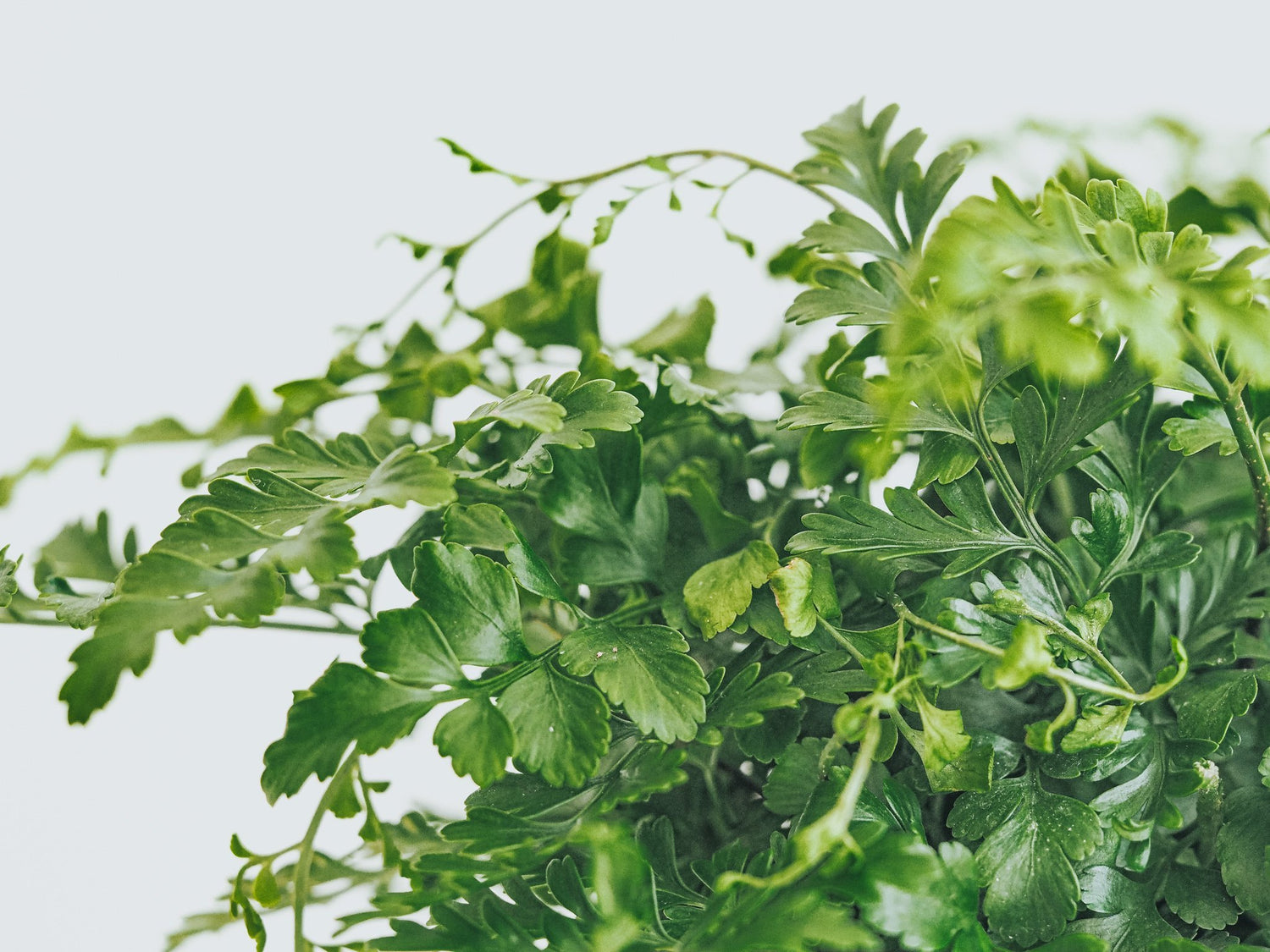 Skötselråd Asplenium Dimorphum - Plantredo