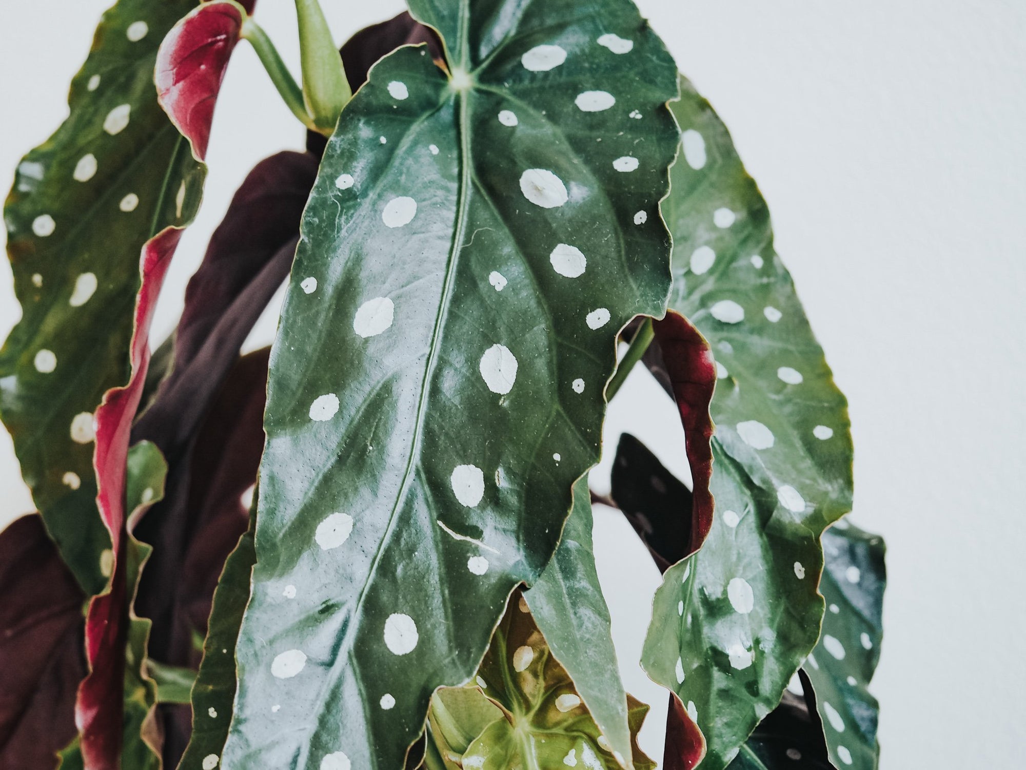 Skötselråd Forellbegonia - Plantredo