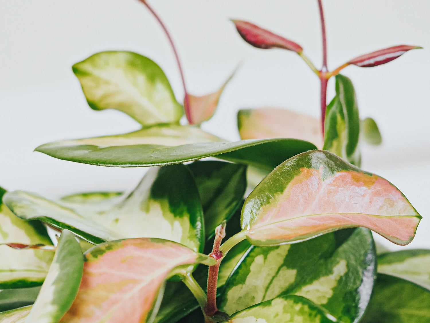 Skötselråd Hoya - Plantredo