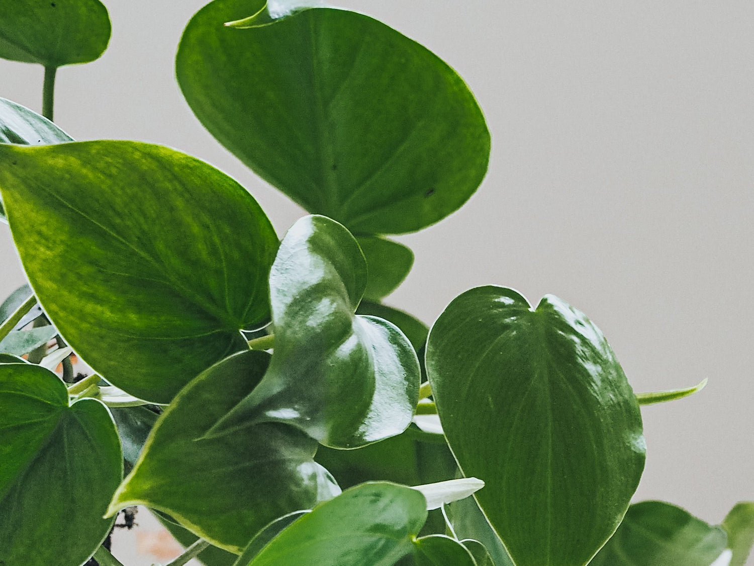 Skötselråd Klätterkalla - Plantredo