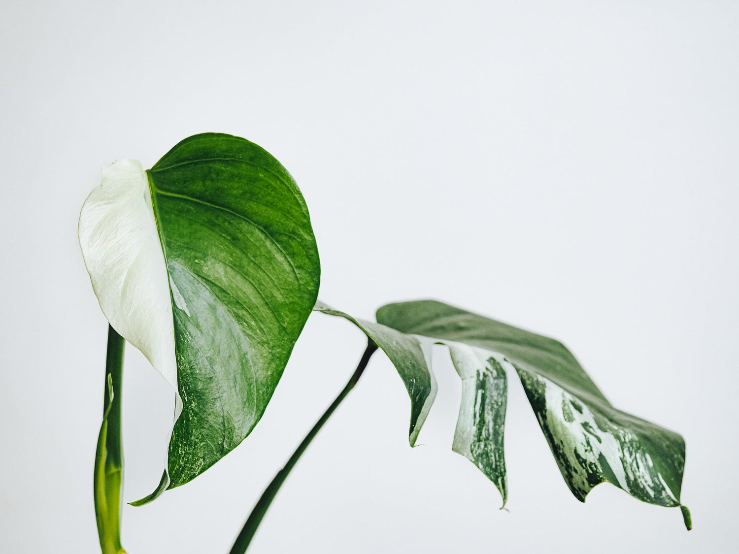 Skötselråd Monstera Variegata - Plantredo