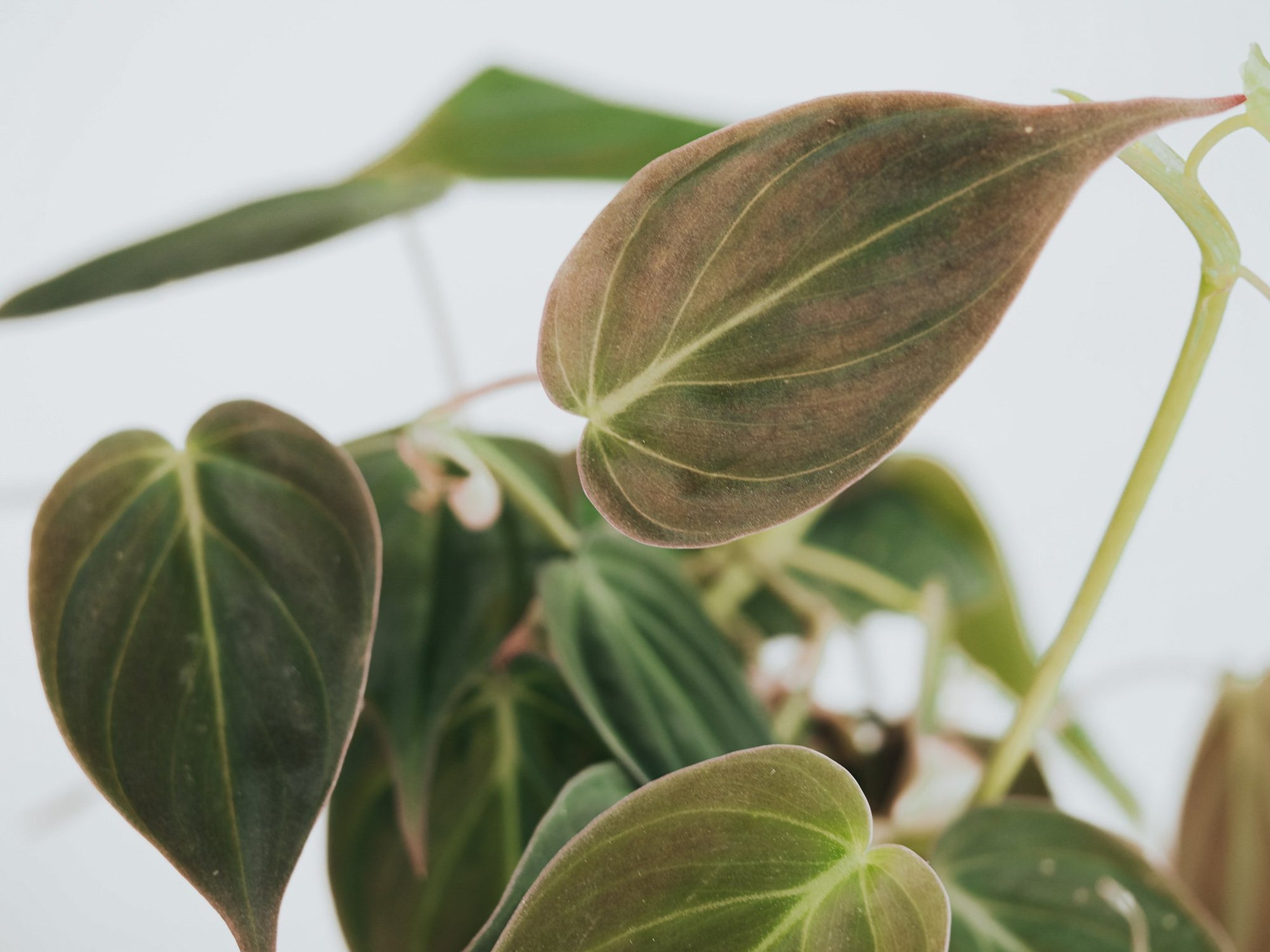 Skötselråd Philodendron Micans - Plantredo