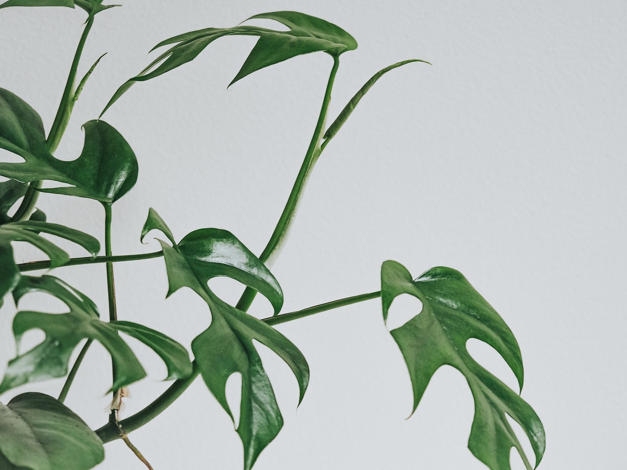 Skötselråd Rhaphidophora Tetrasperma - Plantredo