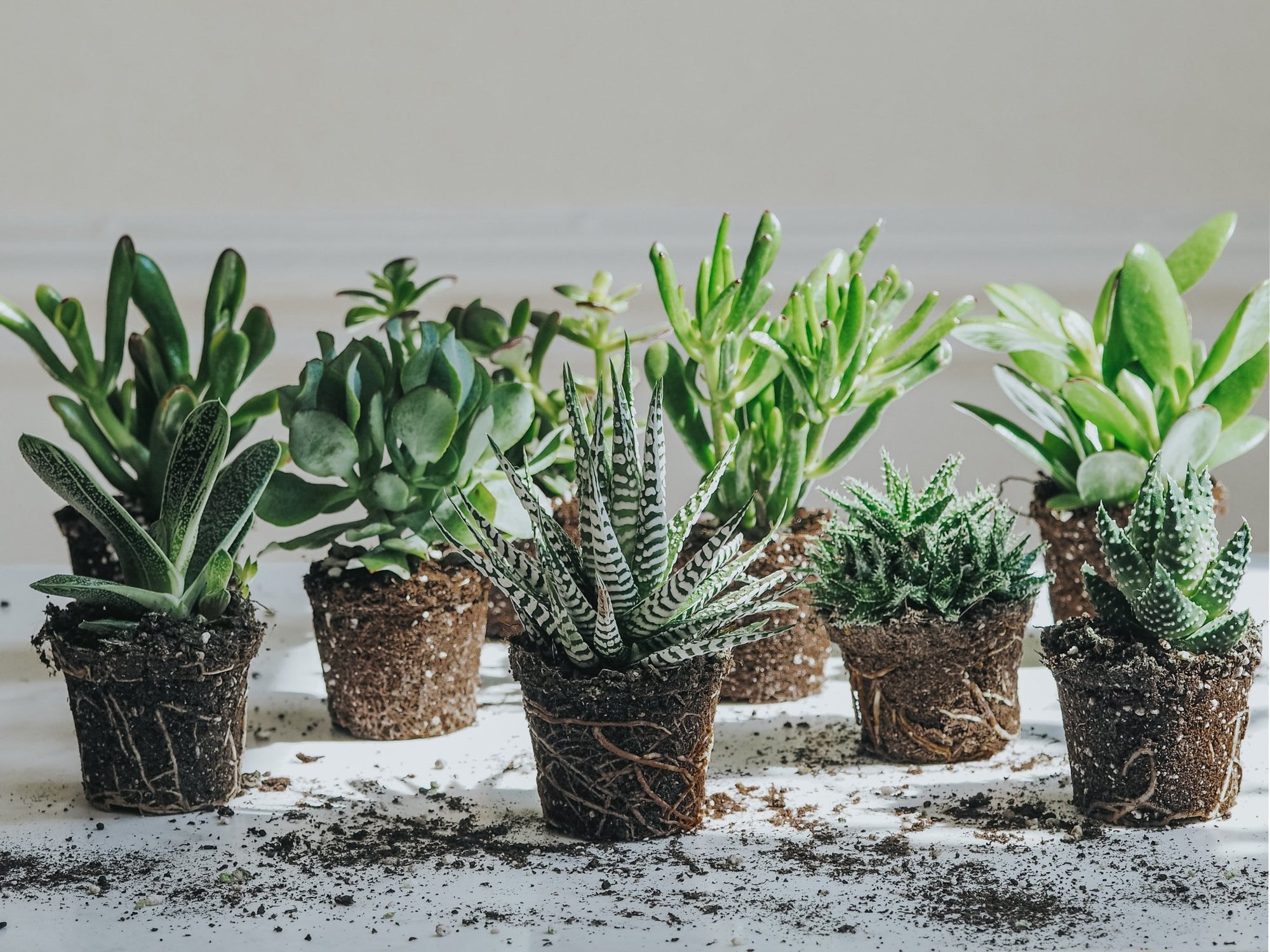 Skötselråd Suckulenter - Plantredo