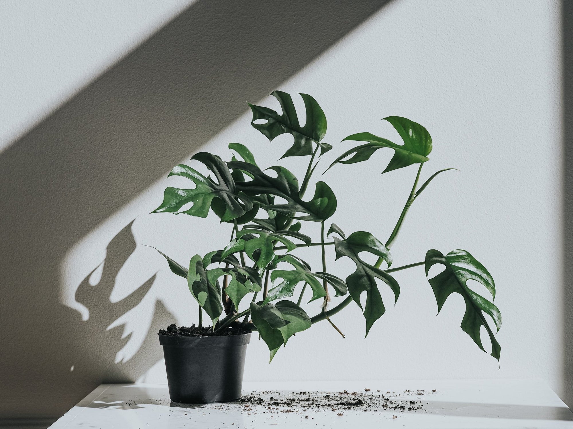 Vilket ljus behöver din växt? - Plantredo