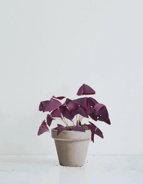 Oxalis triangularis