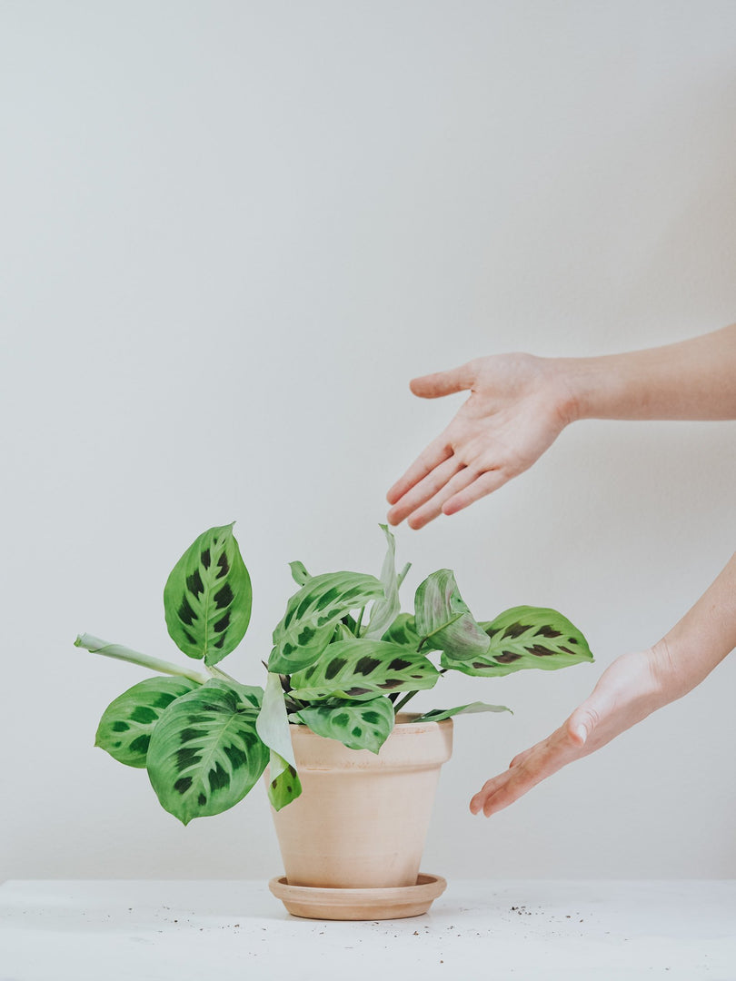 Paraplyaralia Skötselråd | Schefflera Arboricola | Växtguiden