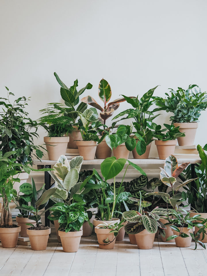 Paraplyaralia Skötselråd | Schefflera Arboricola | Växtguiden