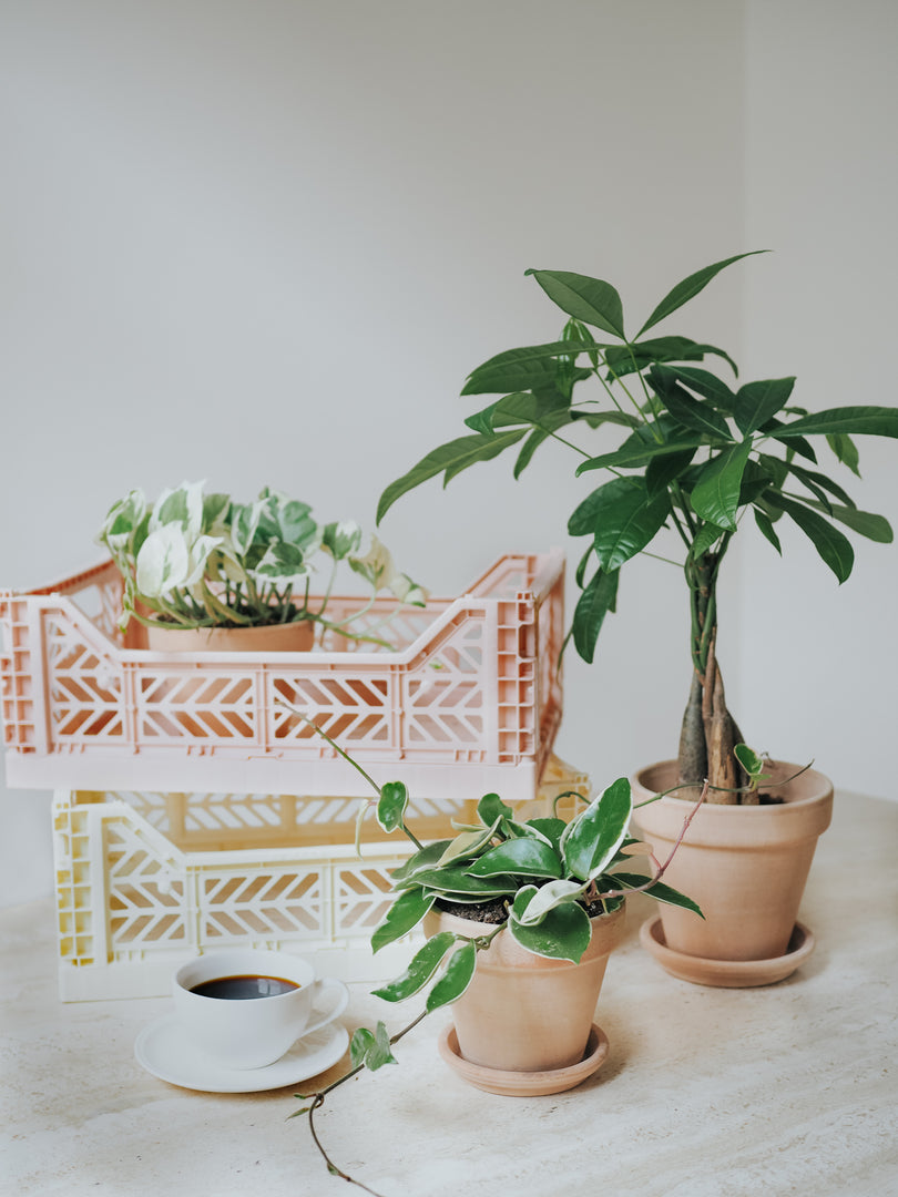 Paraplyaralia Skötselråd | Schefflera Arboricola | Växtguiden