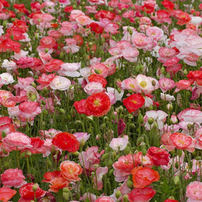 Frösamling Ängsblommor - Piccolo