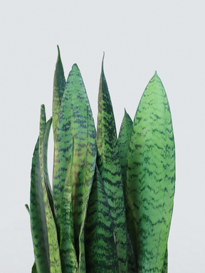 Sanseveria zeylancia