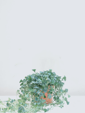 Njurvinda 'Silver Falls'