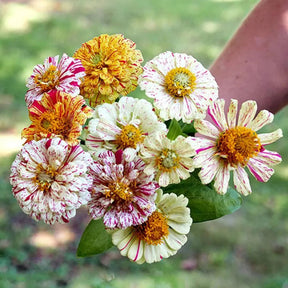 Frösamling Ängsblommor - Piccolo