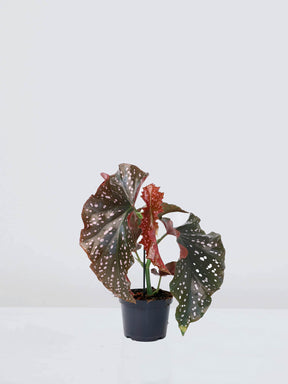 Begonia ’Crackling Rosie’
