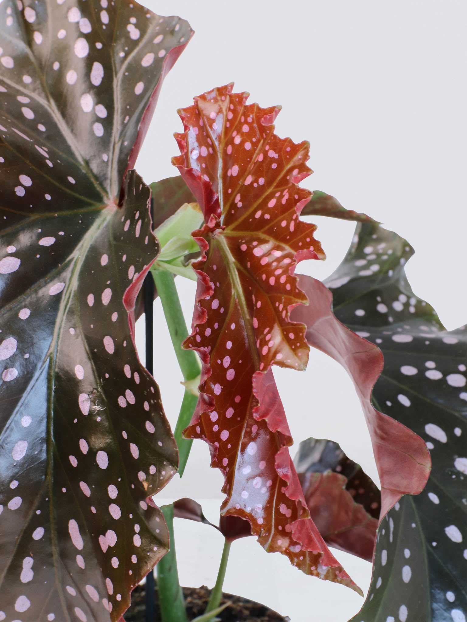 Begonia ’Crackling Rosie’