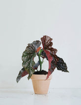 Begonia ’Crackling Rosie’
