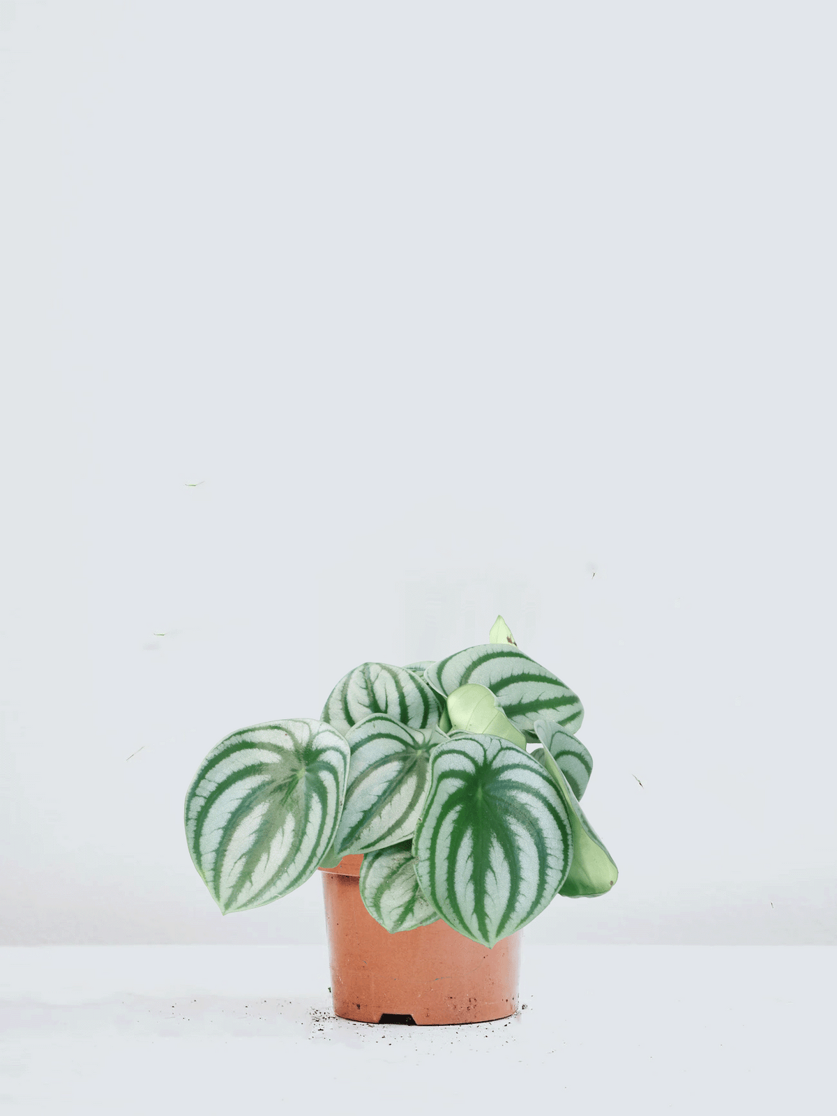 Peperomia argyreia