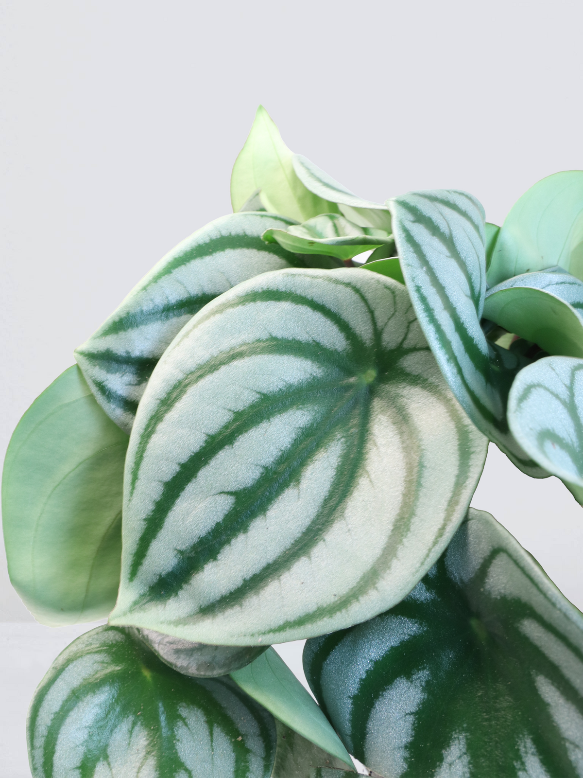 Peperomia argyreia