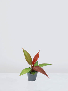 Mini Philodendron 'Red Sun'