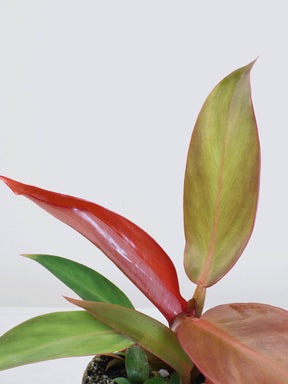 Mini Philodendron 'Red Sun'