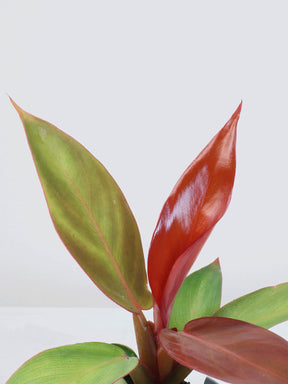 Mini Philodendron 'Red Sun'