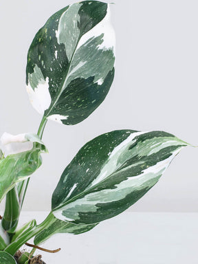 Philodendron 'White Wizard'