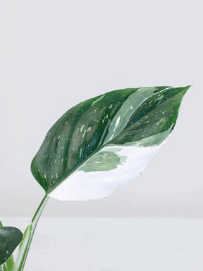 Philodendron 'White Wizard'