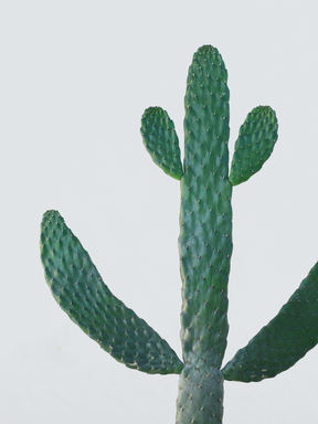 Stor Kaktus Opuntia
