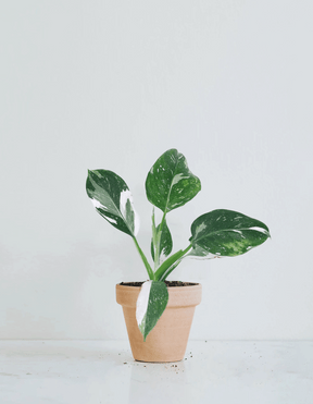 Philodendron 'White Wizard'