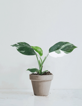 Philodendron 'White Wizard'