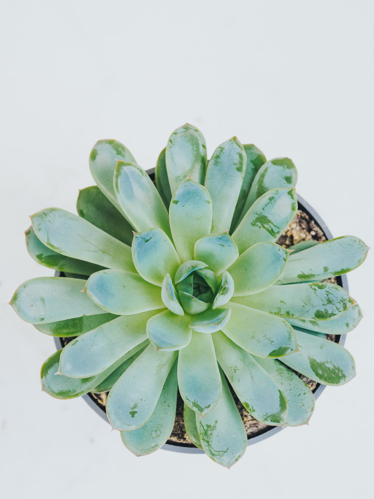 Echeveria