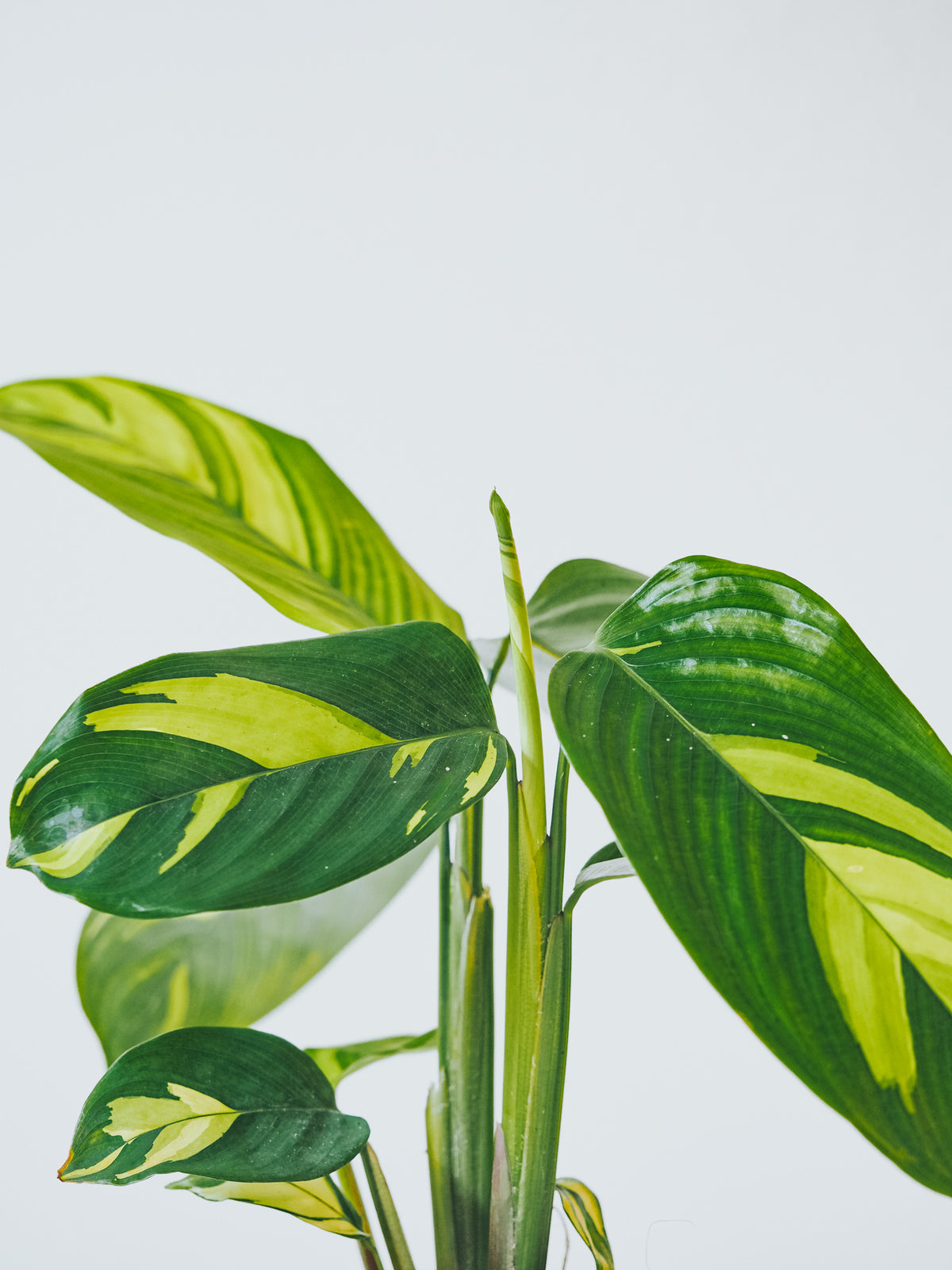 Calathea Golden Mosaic