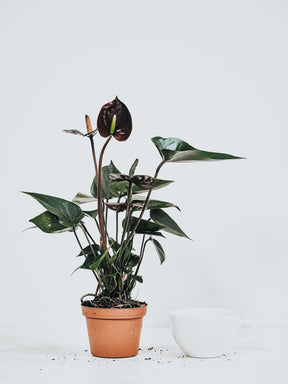 Anthurium Black Love