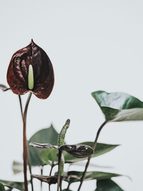 Anthurium Black Love