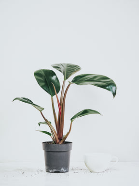 Philodendron Rojo Congo