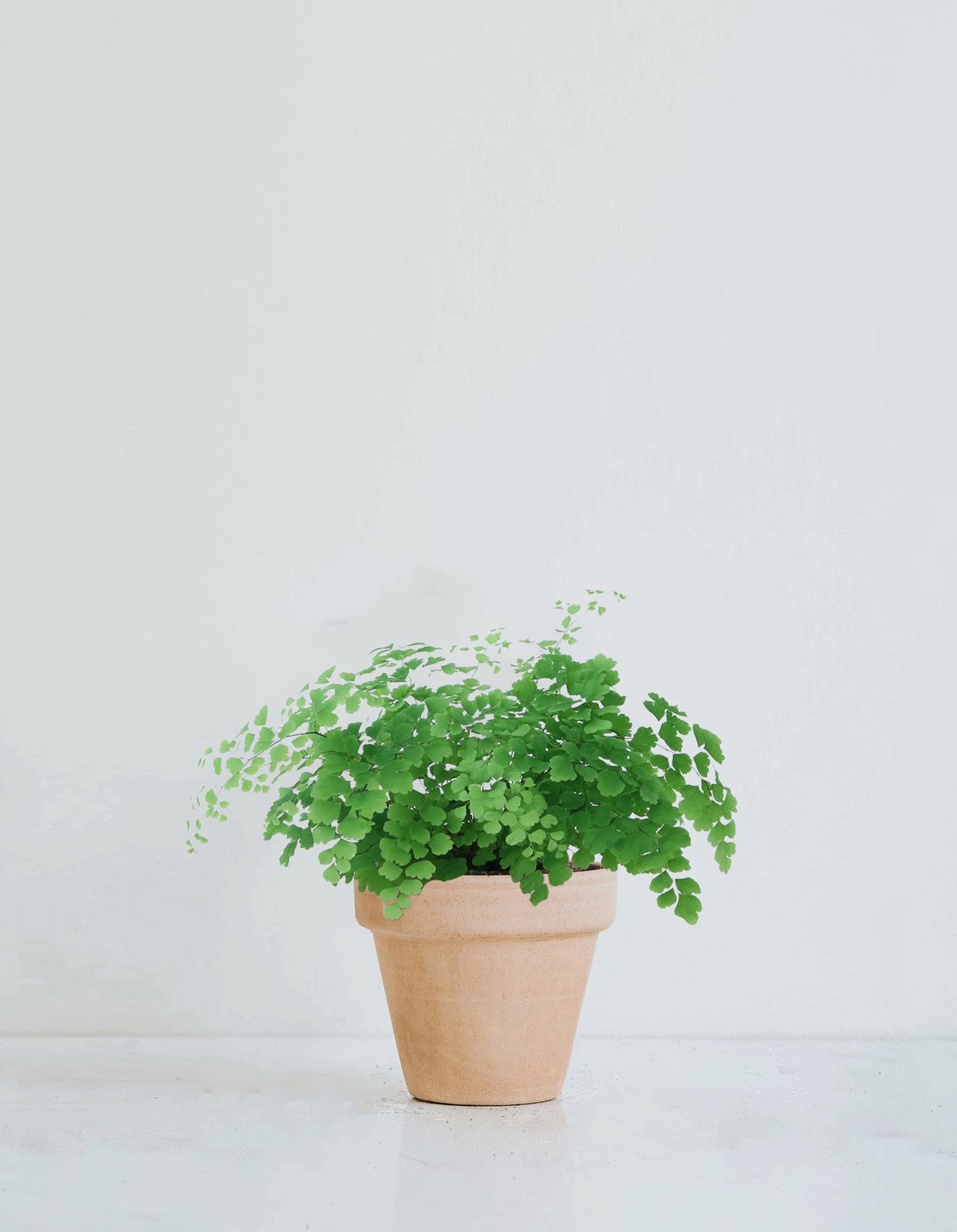 Adiantum Fragrans - Plantredo