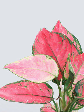 Aglaonema Anyamanee Pink Star - Plantredo