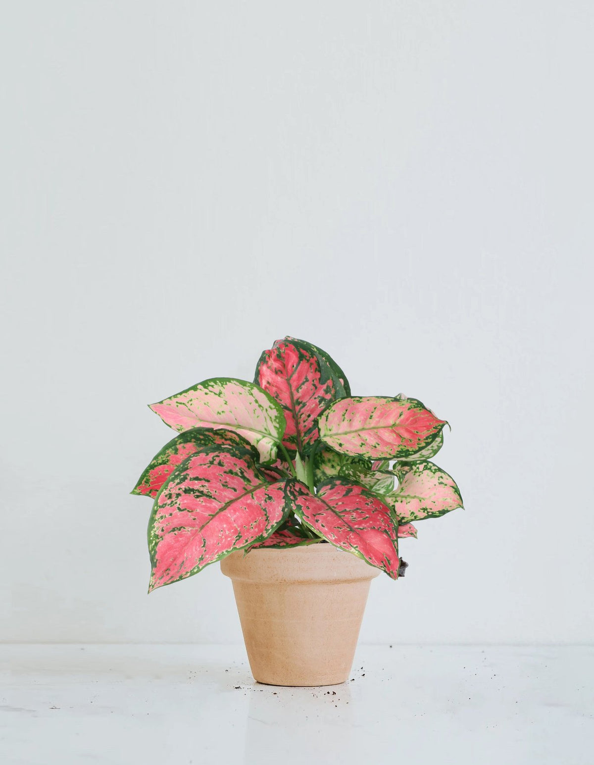 Aglaonema Anyamanee Pink Star - Plantredo