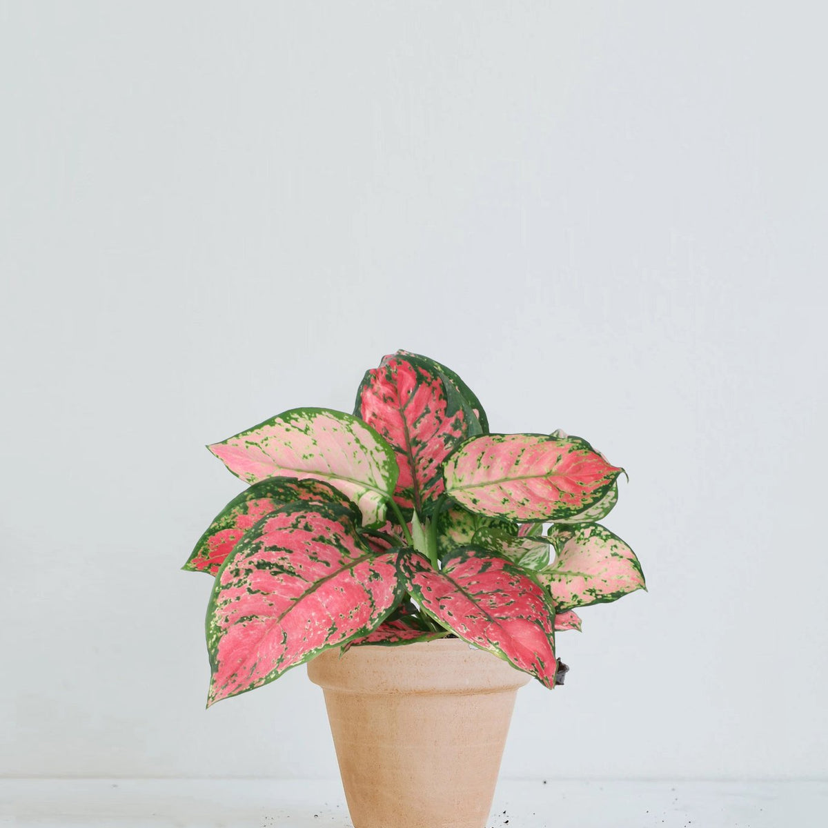 aglaonema anyamanee pink Aglaonema Anyamanee Pink Star | Köp Växter Online