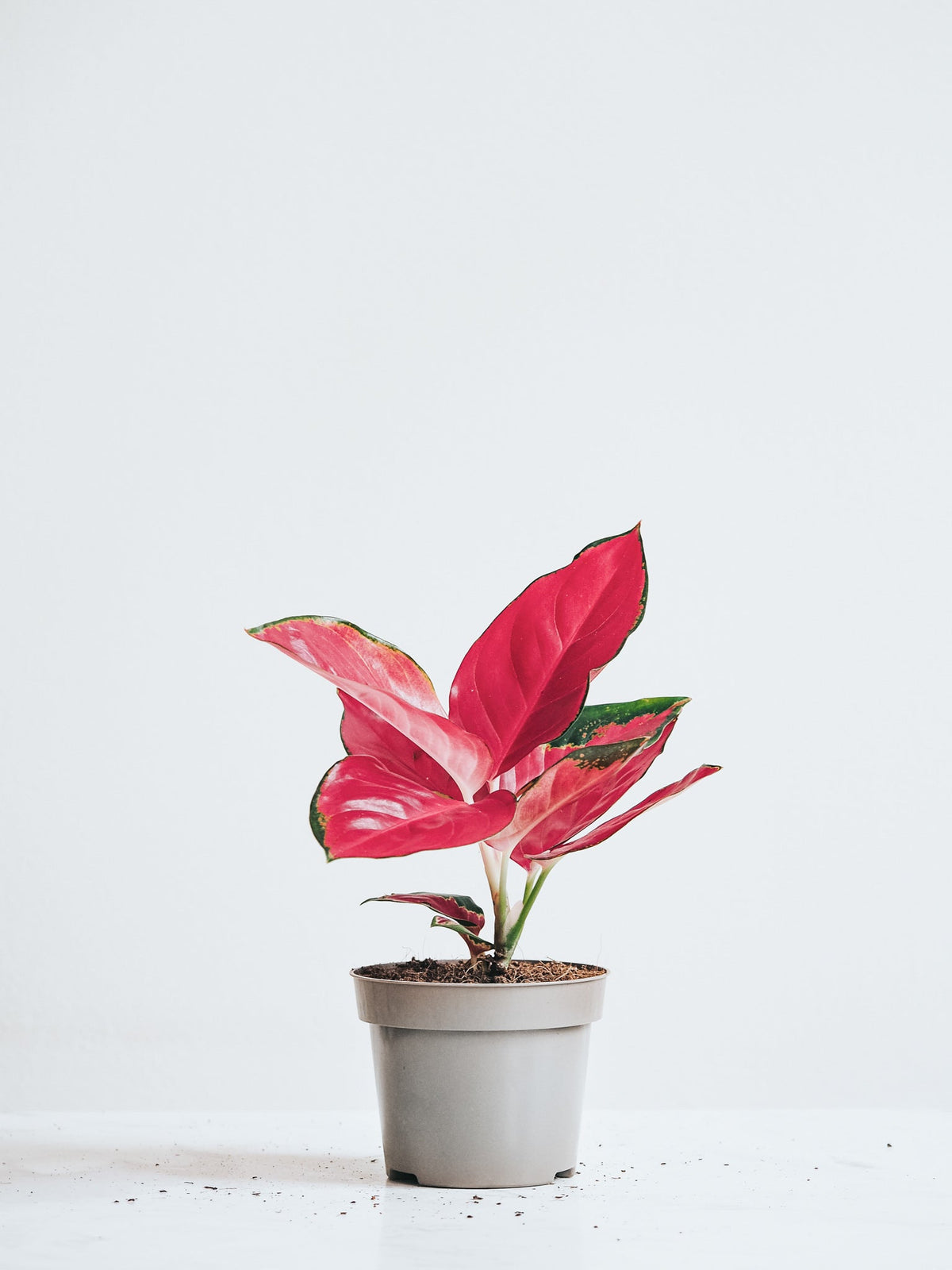 Aglaonema Anyamanee Red Star - Plantredo