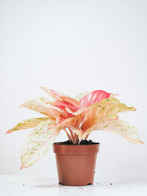 aglaonema bidadari pink Aglaonema Bidadari | Köp Växter Online