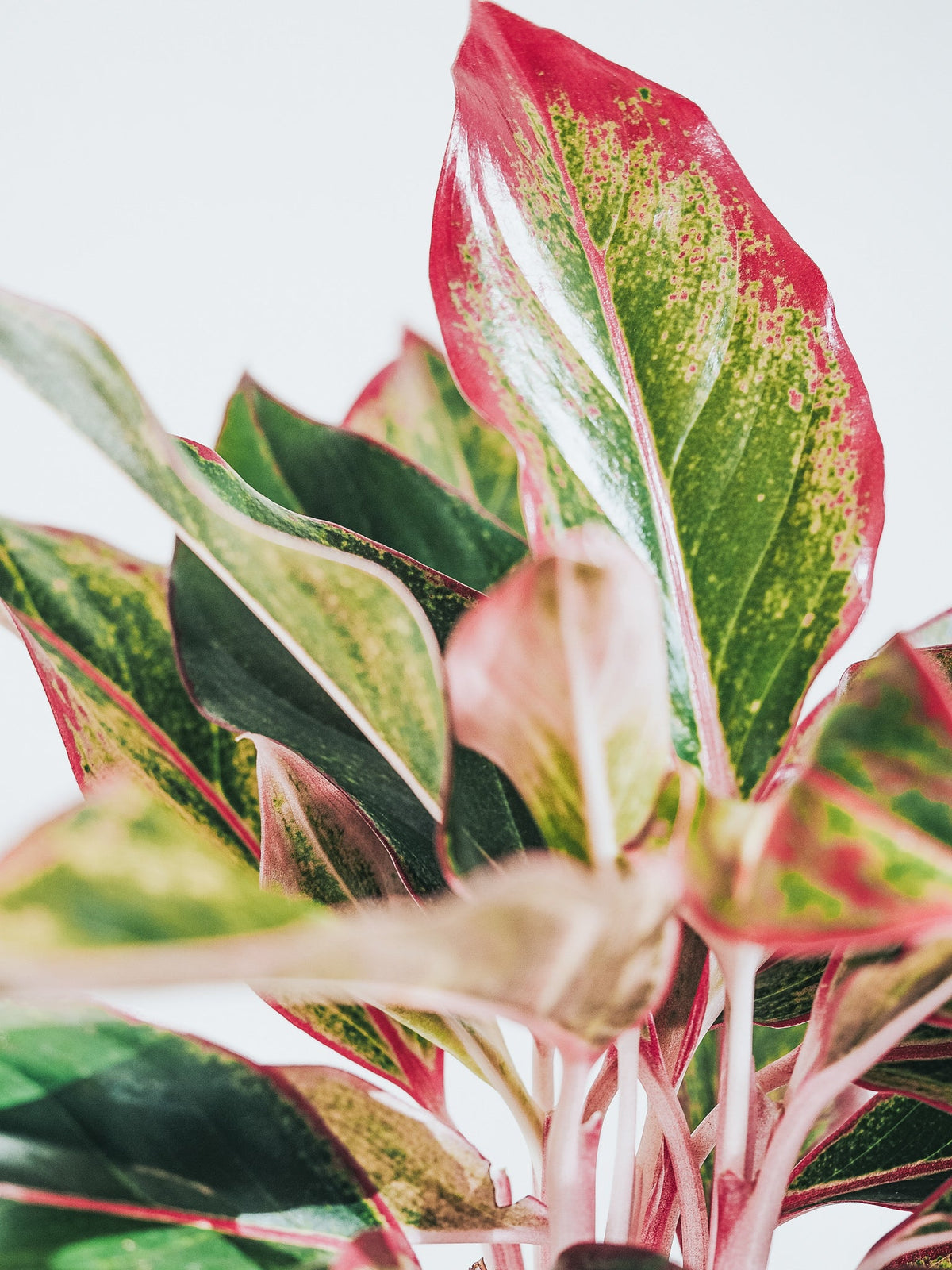 Aglaonema King of Siam - Plantredo