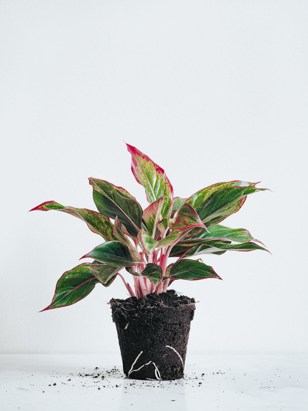 Aglaonema King of Siam - Plantredo