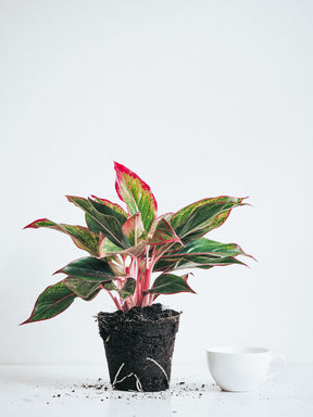 Aglaonema King of Siam - Plantredo