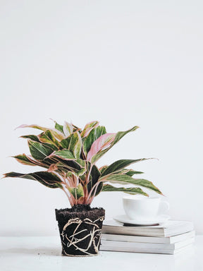 Aglaonema Pink Aurora - Plantredo