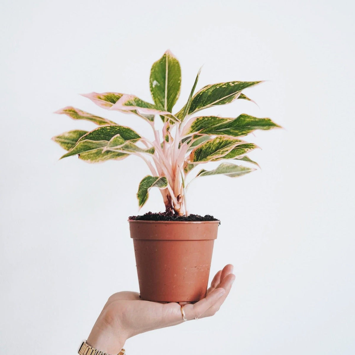 aglaonema pink aurora Aglaonema Pink Aurora | Köp Växter Online