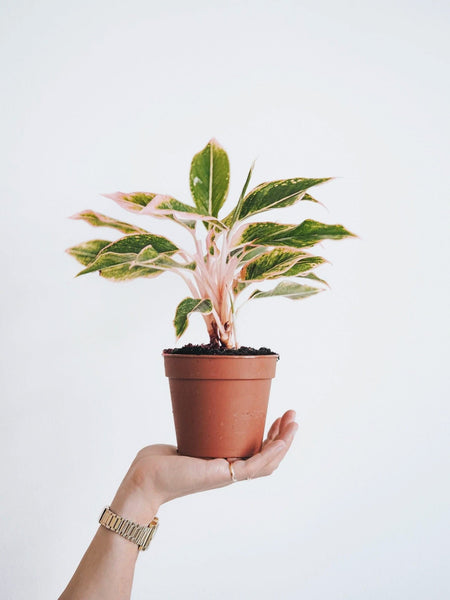 aglaonema pink moon köpa Aglaonema Pink Aurora | Köp Växter Online